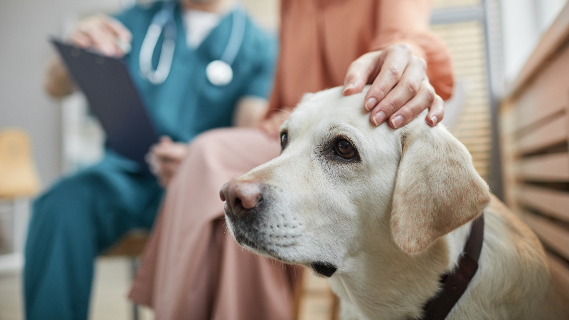 Un maître et son animal attendent de voir le vétérinaire suite à l'ingestion de chocolat par le chien