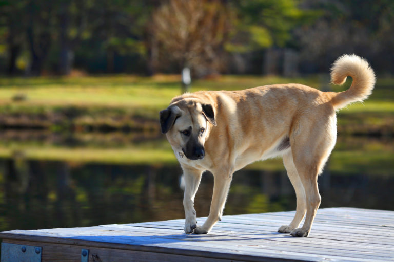 chien Kandal debout sur un ponton dehors