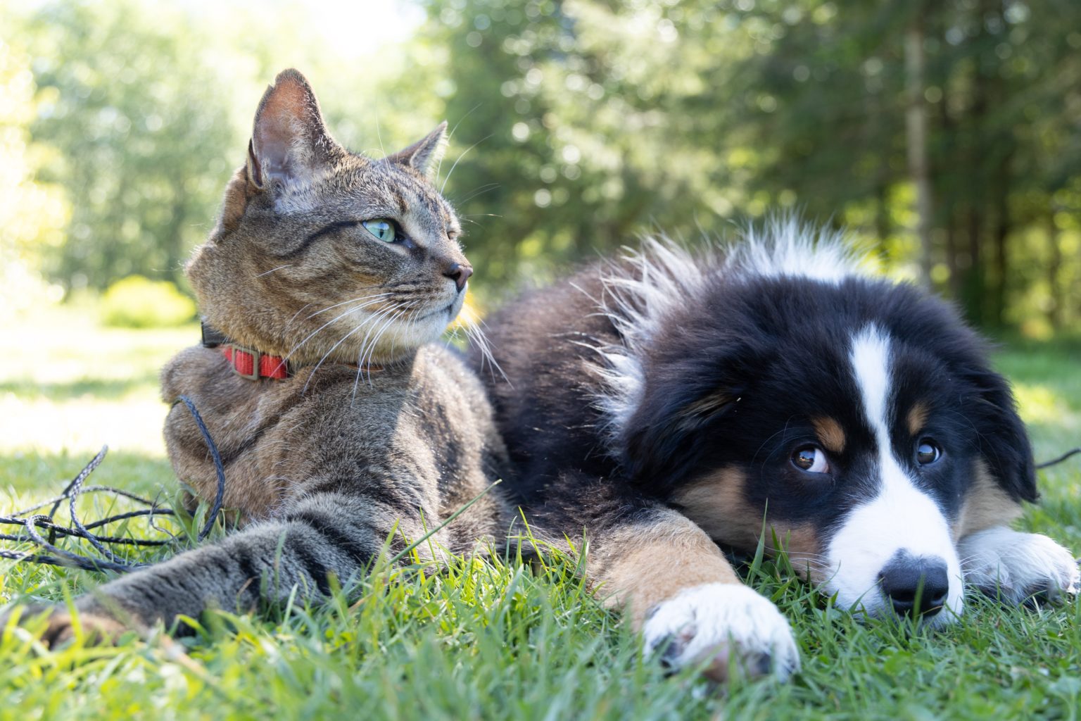 Un chien bouvier bernois allongé par terre qui regarde un chat allongé à coté de lui dans l'herbe