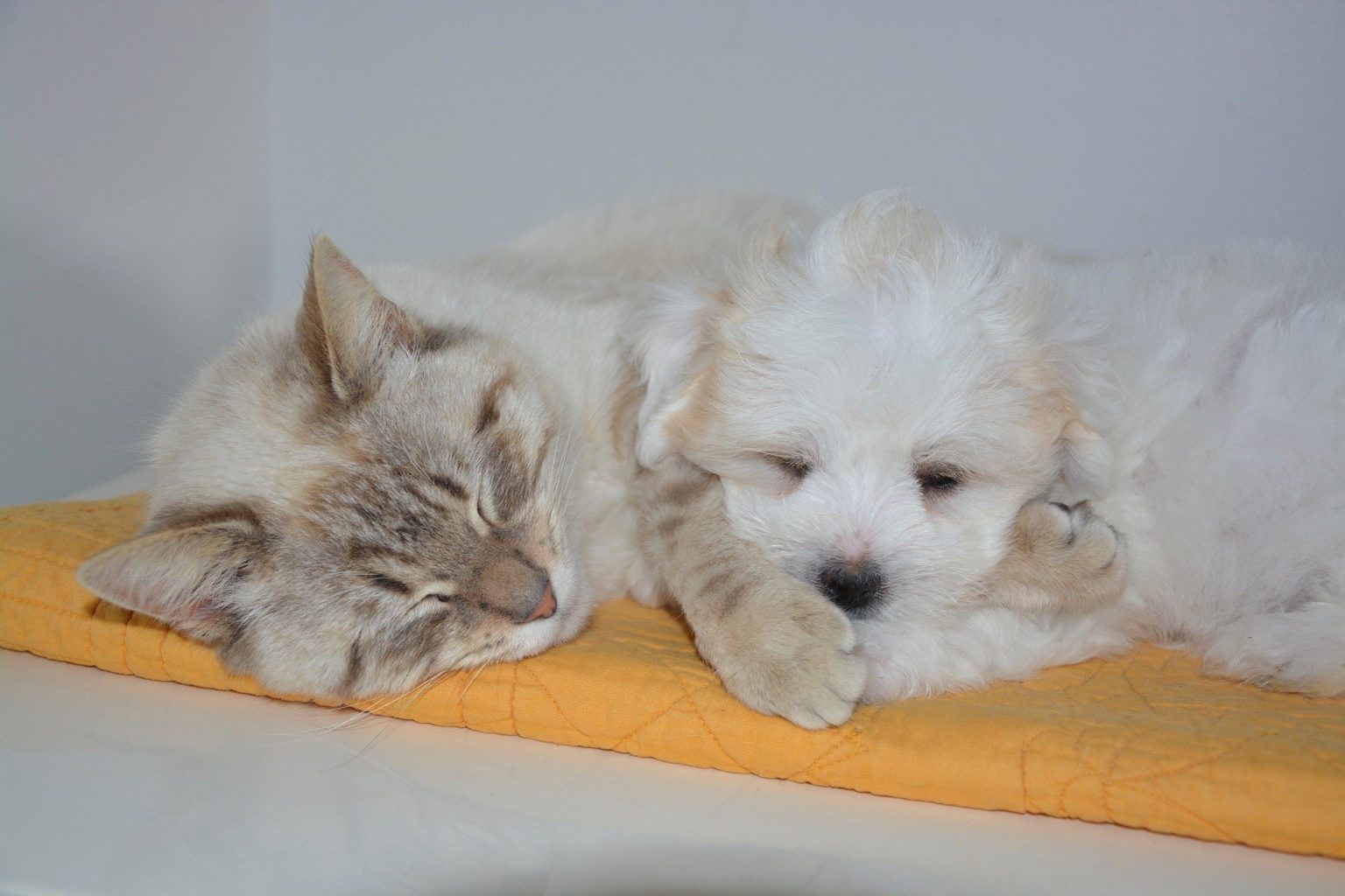 Un chat et un bichon frisé qui dorment ensemble sur un coussin