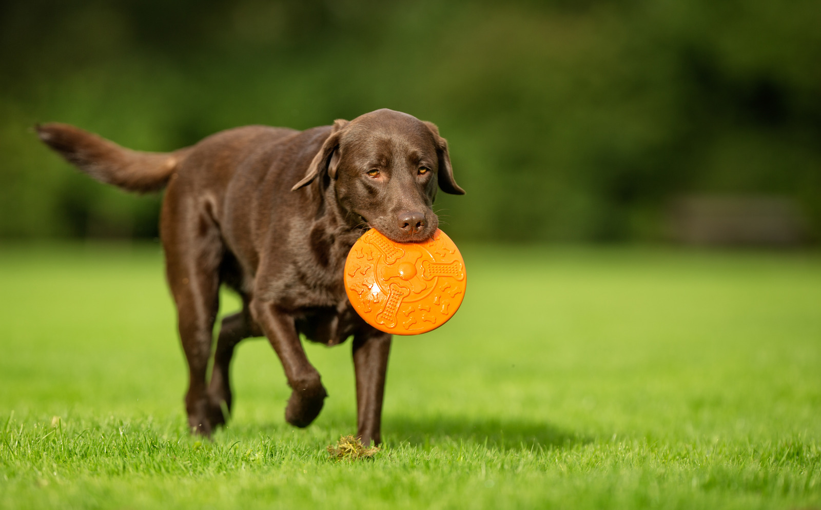 Un labrador avec un frisby dans la gueule joue dans un parc