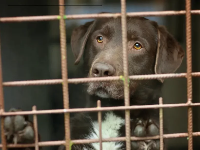 Labrador dans un refuge