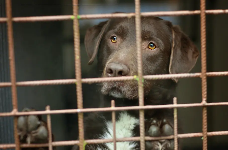 Labrador dans un refuge