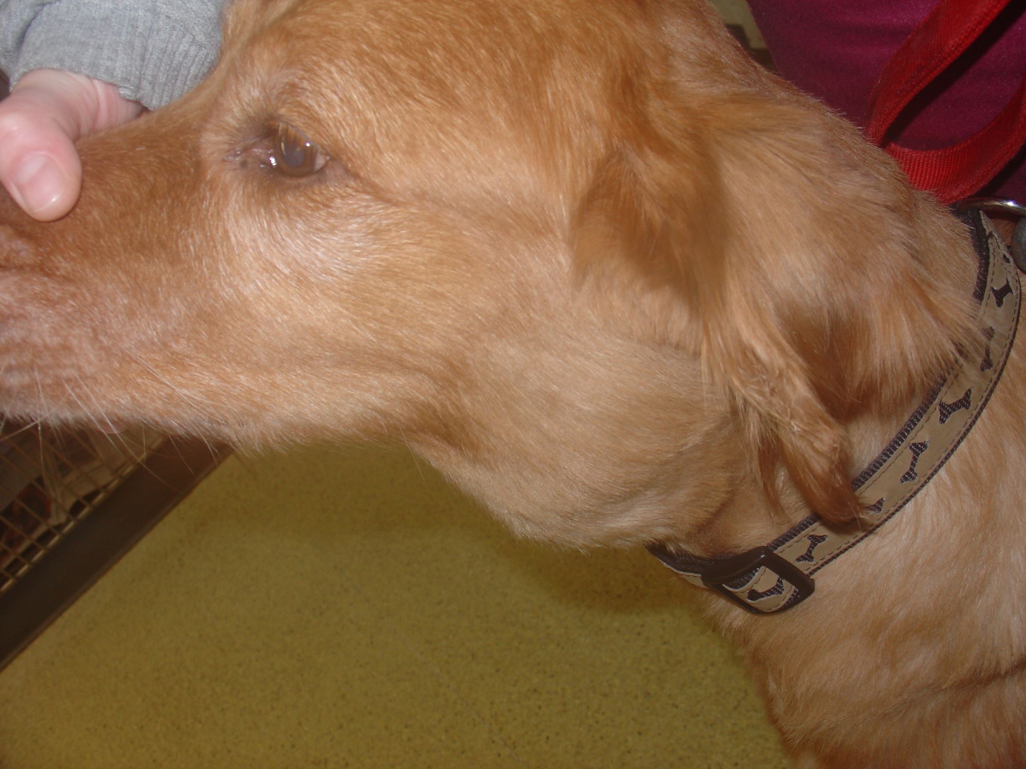 Golden retriever avec un cou gonflé à cause d'un lymphome