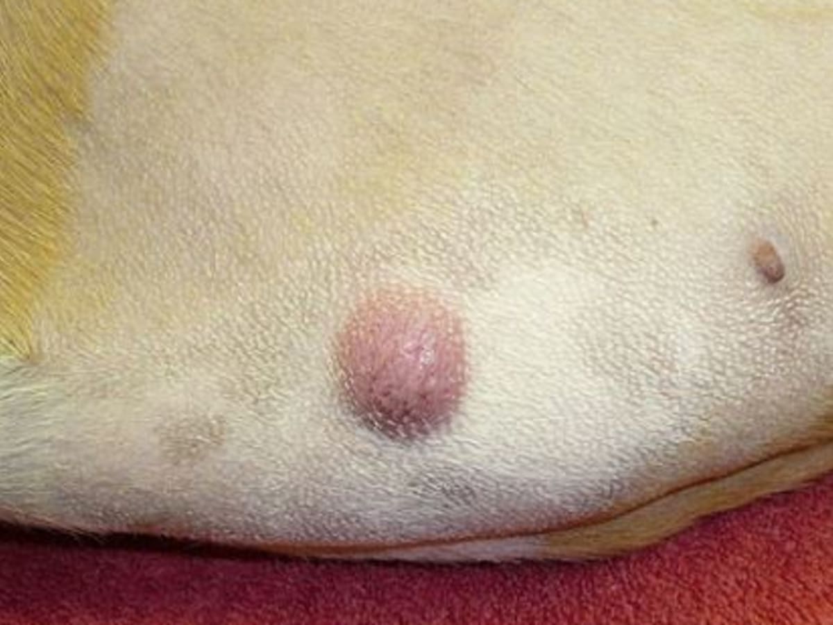 Mastocytome rose sur la peau d'un chien blanc