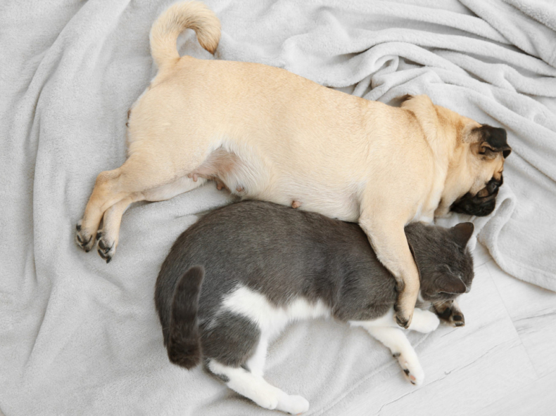 un chat et un chien dorment ensemble