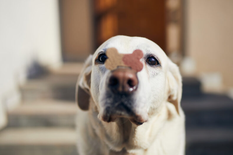 Labrador avec une croquette sur le museau