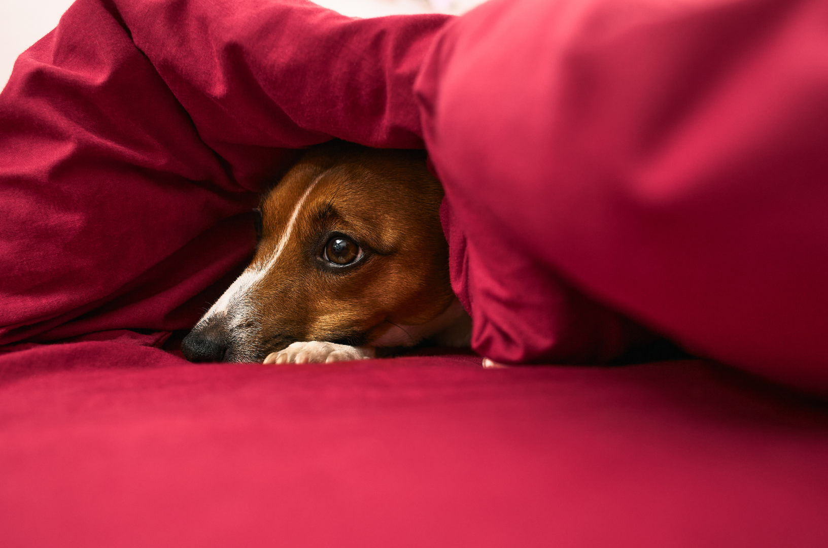 Chien sous un drap souffrant anxiété