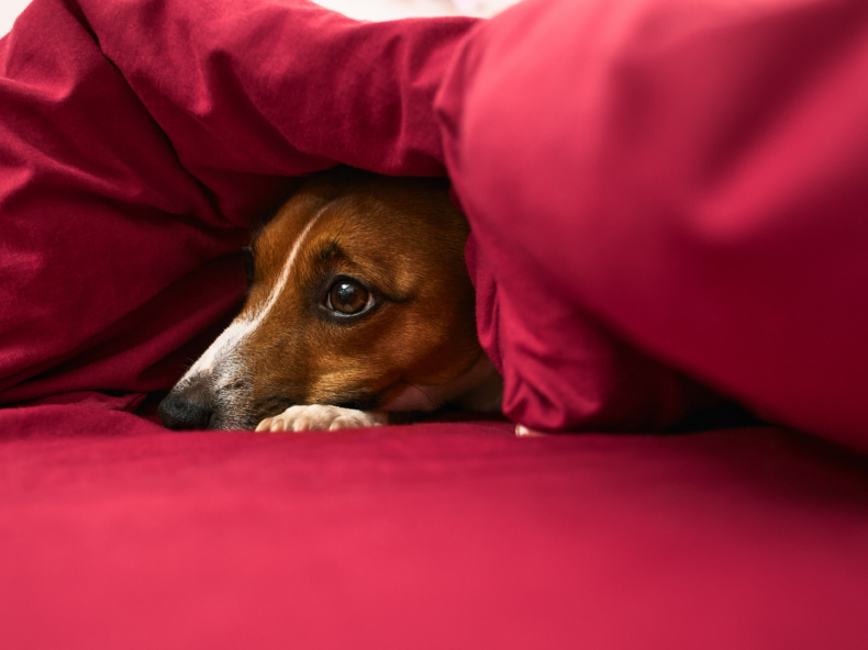 Chien sous un drap souffrant anxiété