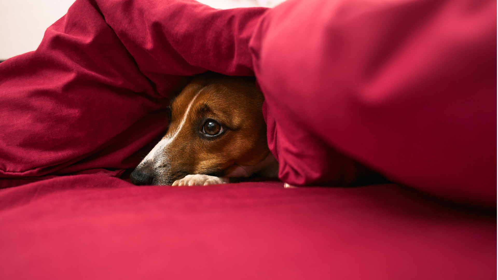 L’anxiété de séparation chez l’animal - Just Russel