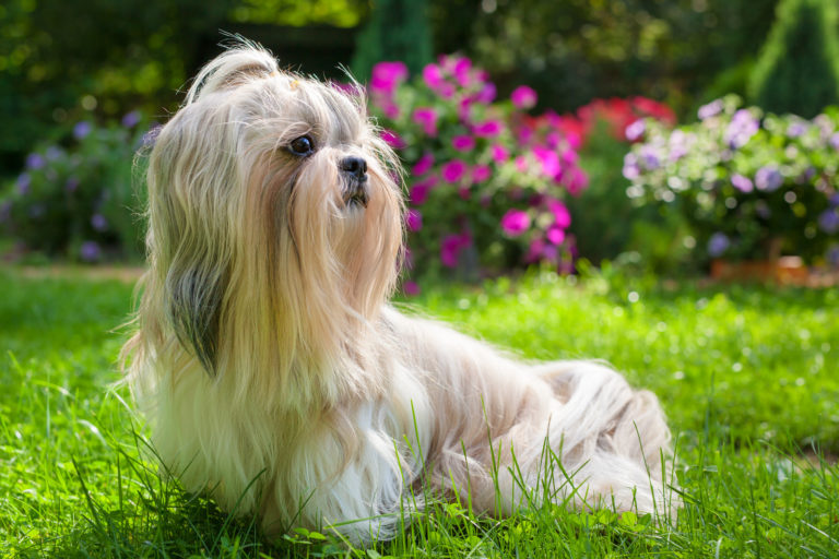 Un shih tzu calme allongé sur l'herbe