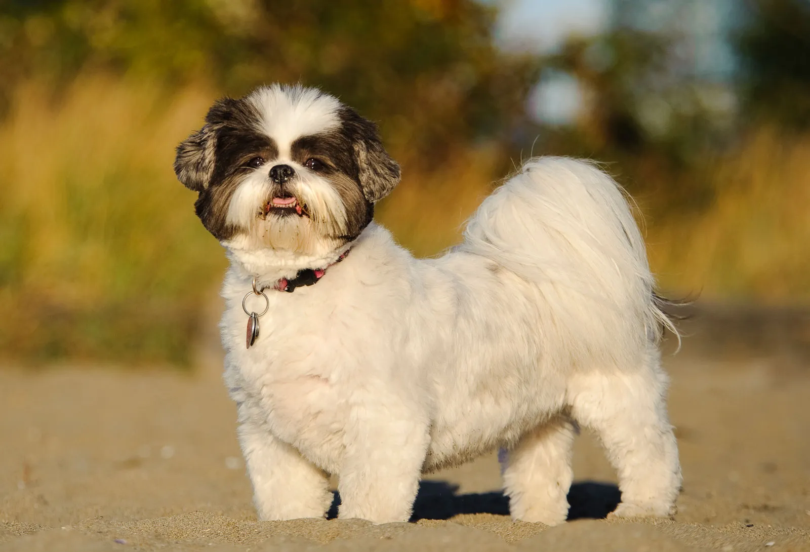 Un Shih Tzu regarde calmement à l'horizon