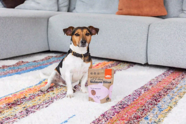 Jack Russell avec des friandises