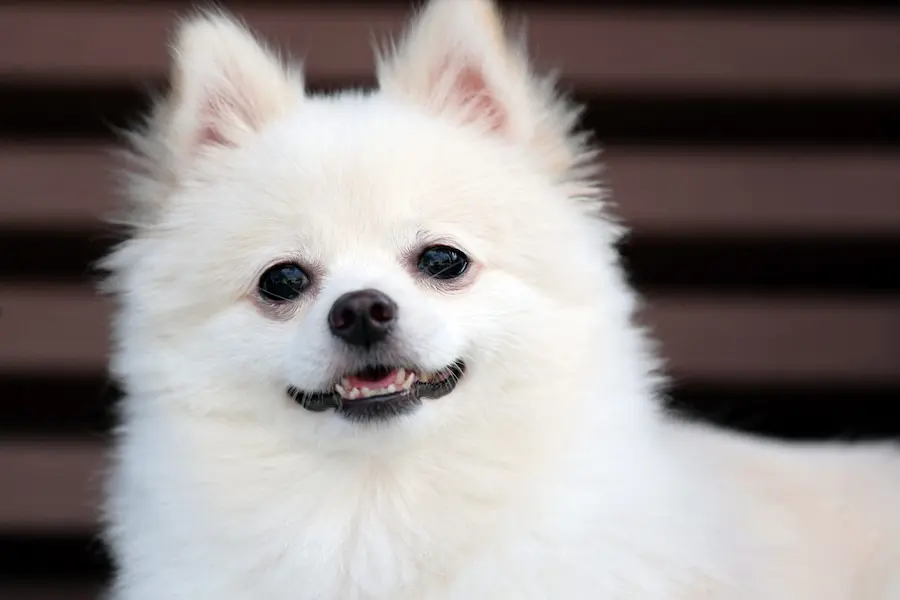 Petit chien blanc de race Spitz, avec un pelage duveteux et un sourire charmant, posé devant un arrière-plan brun