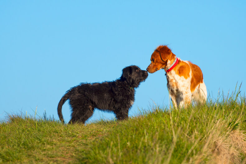 Deux chiens jouant sur une colline, entourés de nature.