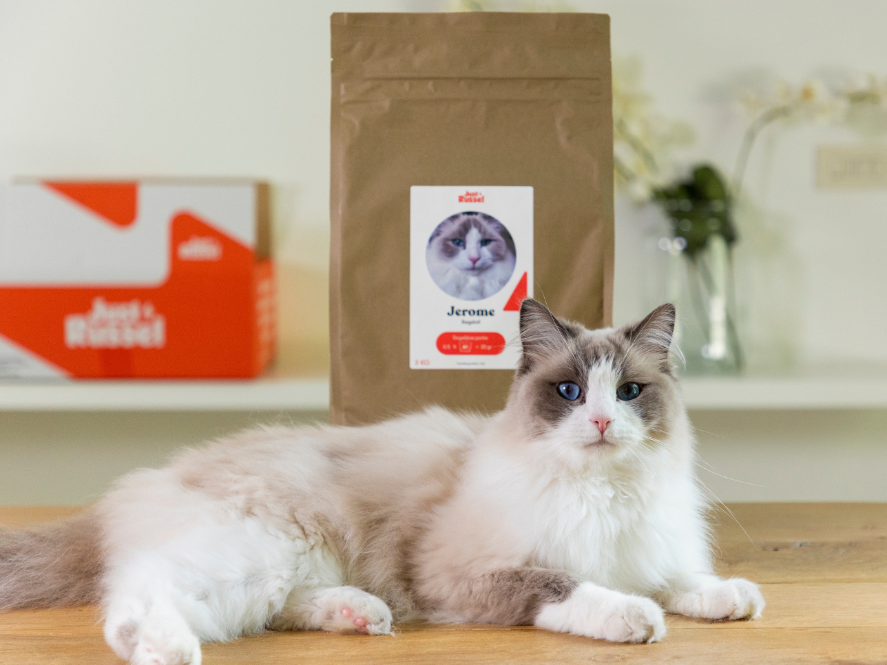a cat with a bag of kibbles just russel
un chat devant un sac de croquettes just russel