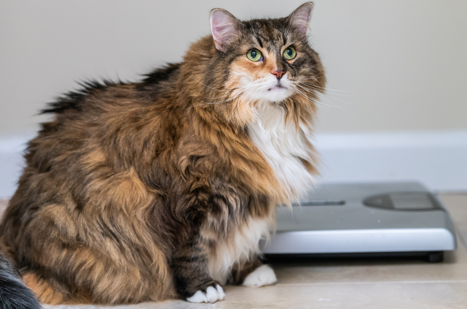 Maine coon en surpoids devant une balance