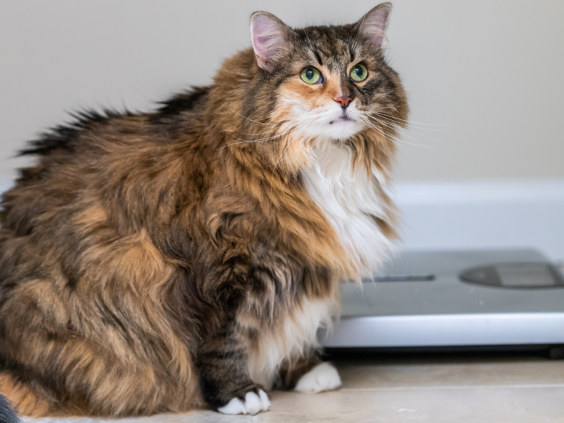 Maine coon en surpoids devant une balance