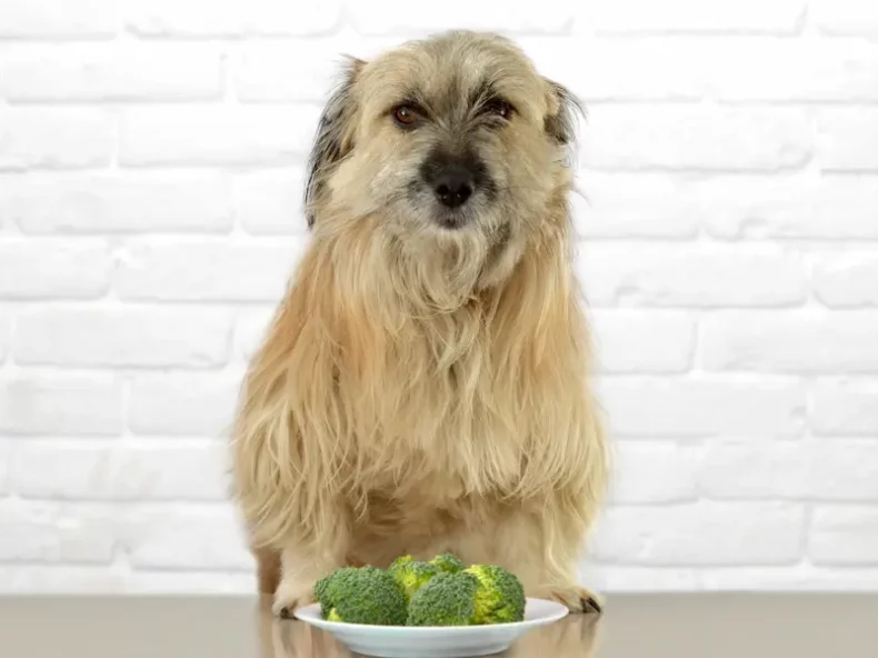 Chien avec une assiette de légume