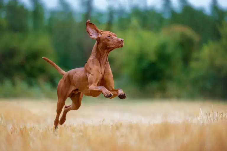 Un chien Vizsla bondissant dans un champ doré, les oreilles en l'air et une posture élégante, avec un arrière-plan flou de végétation verte