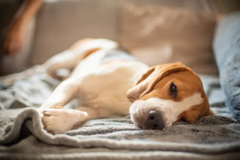 Un beagle allongé sur un canapé recouvert d'une couverture douce, regardant paisiblement avec une expression détendue.