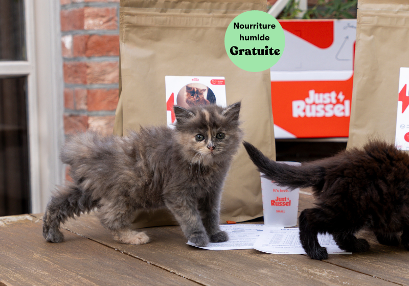 des chats se tient à côté d'une gamme de produits Just Russel pour présenter une offre de réduction