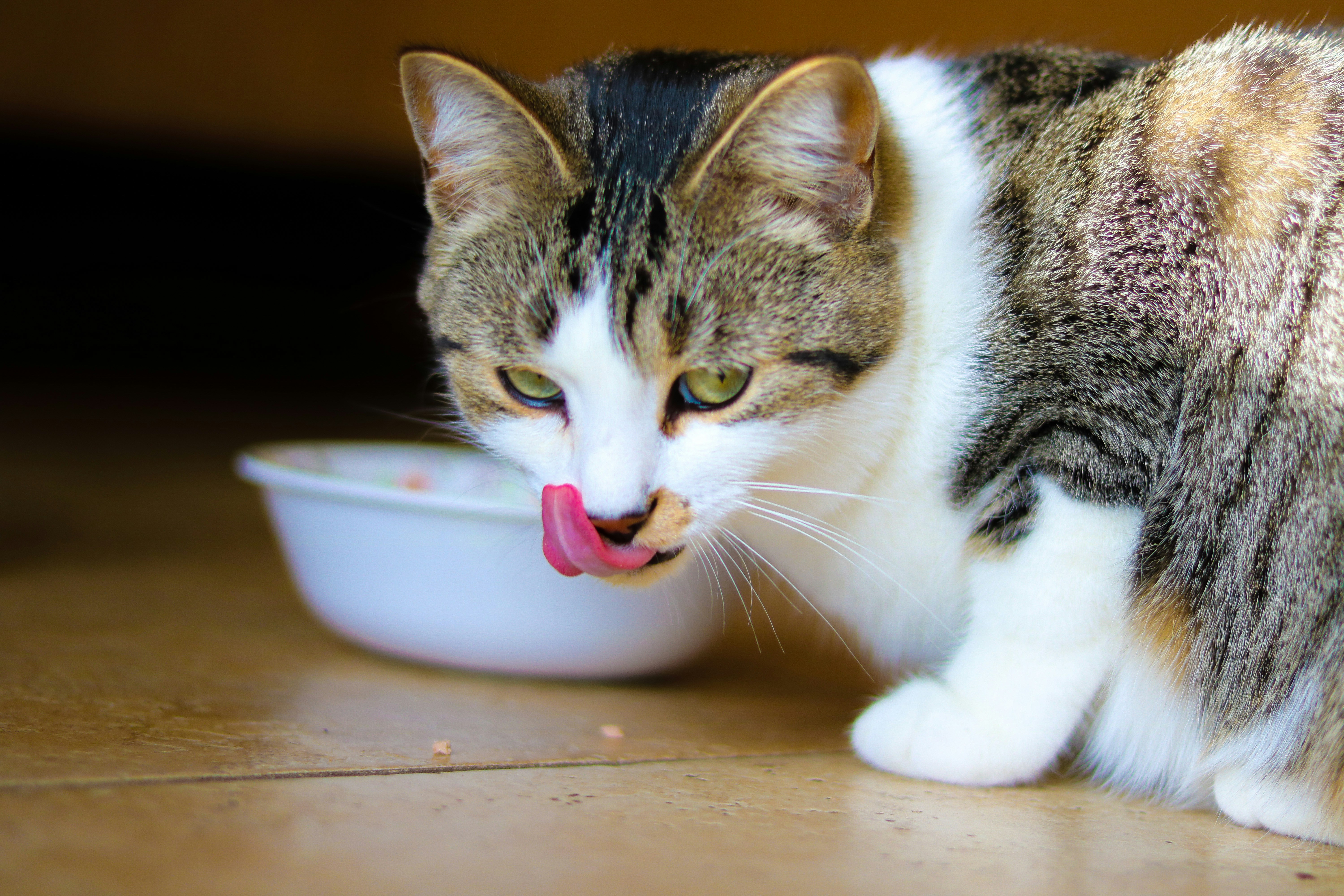 Un chat qui mange des croquettes