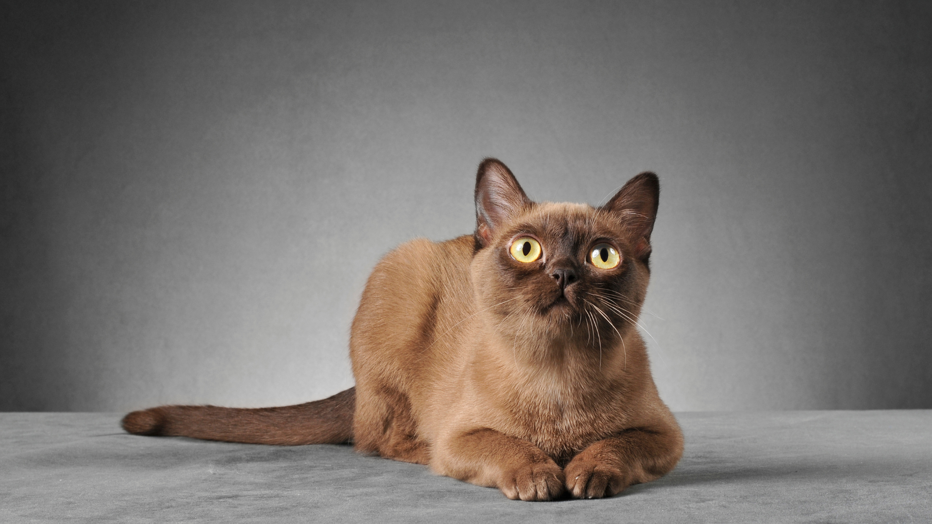 Burmese couché et attentif