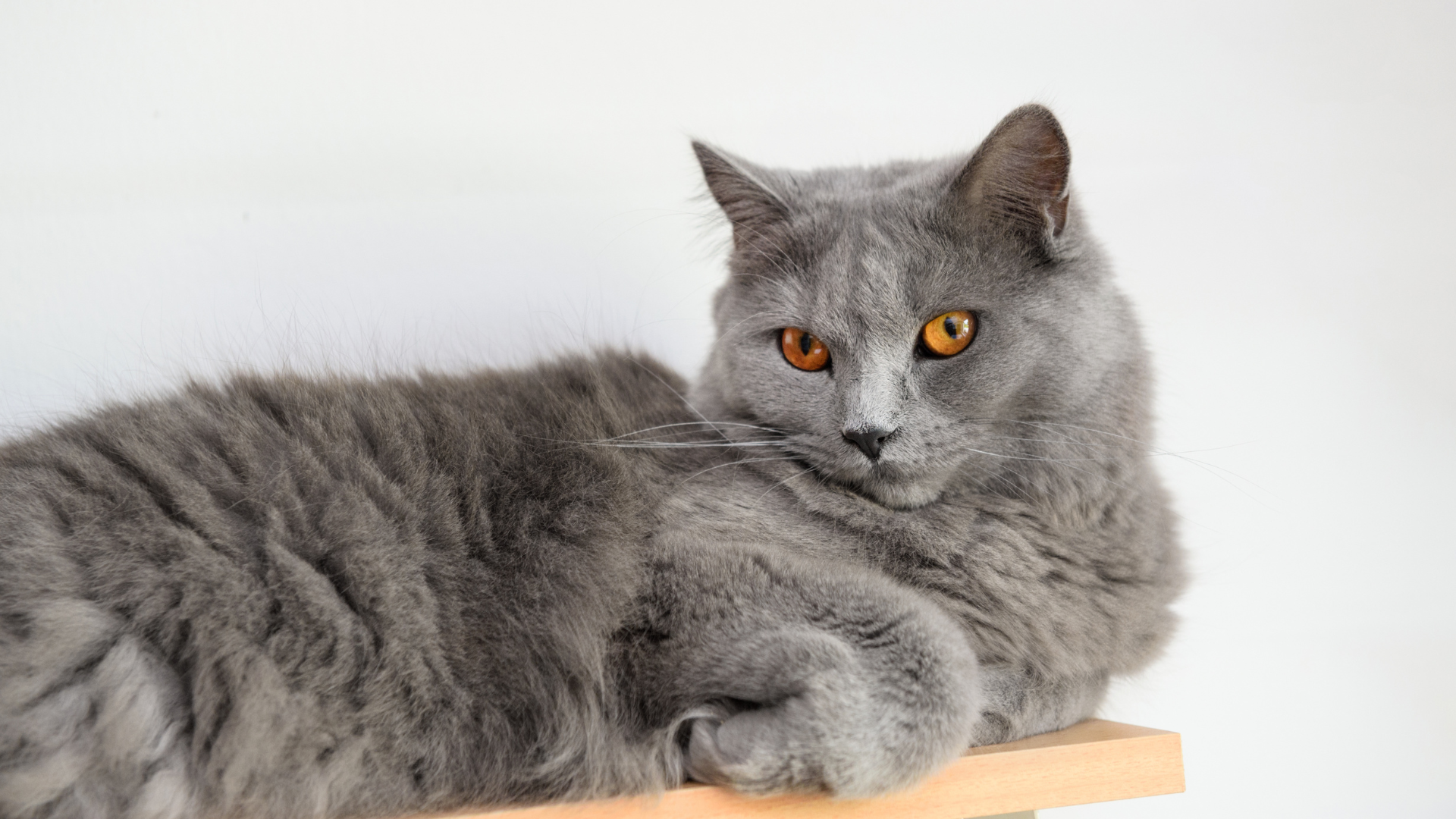 Chartreux couché