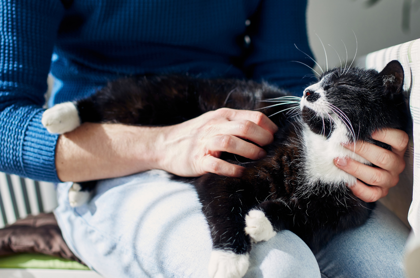 Personne tenant un chat endormi