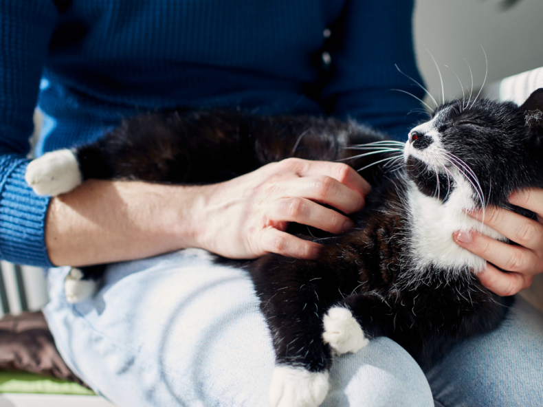 Personne tenant un chat endormi