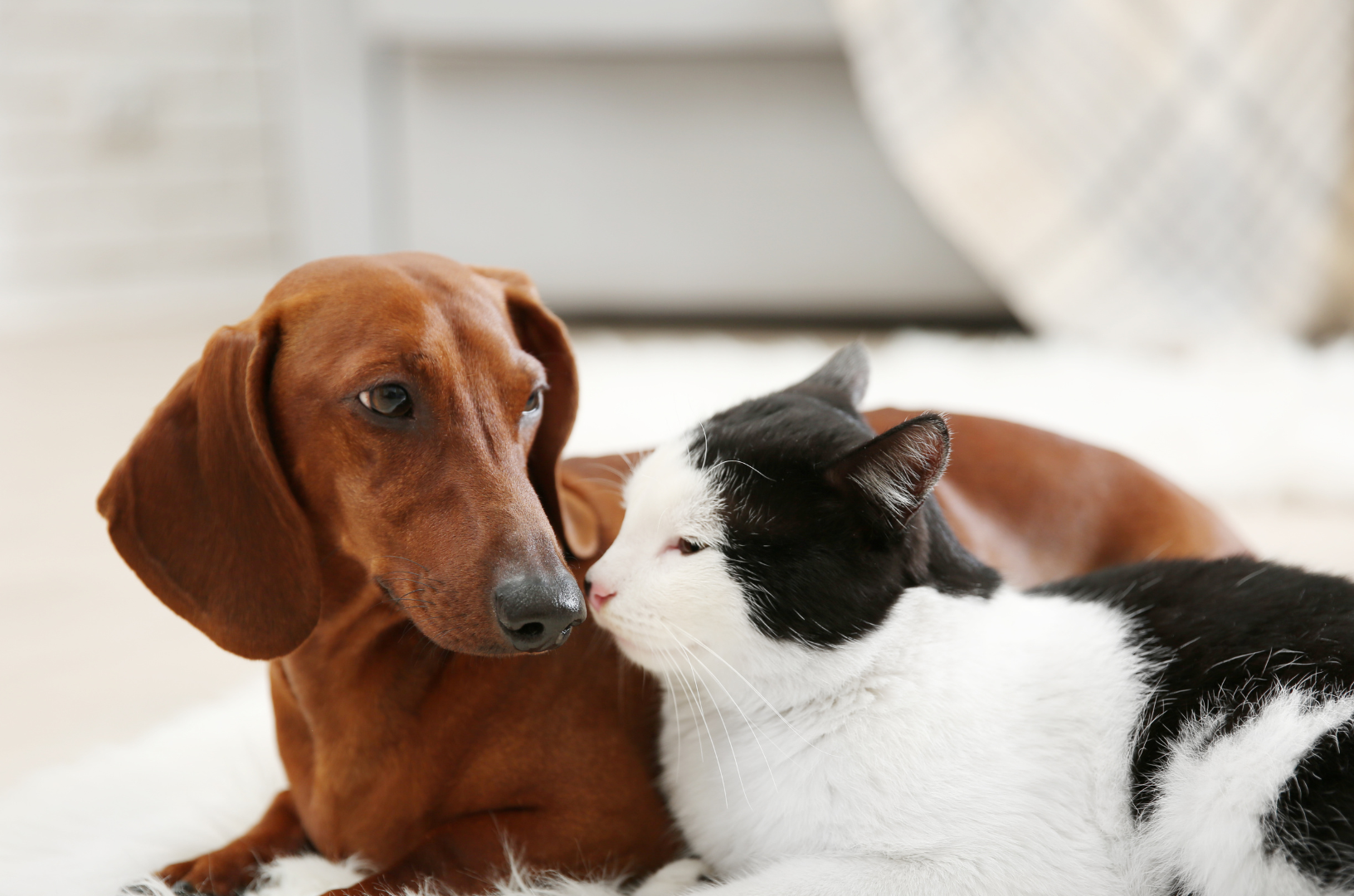 Teckel et chat couchés côte à côte