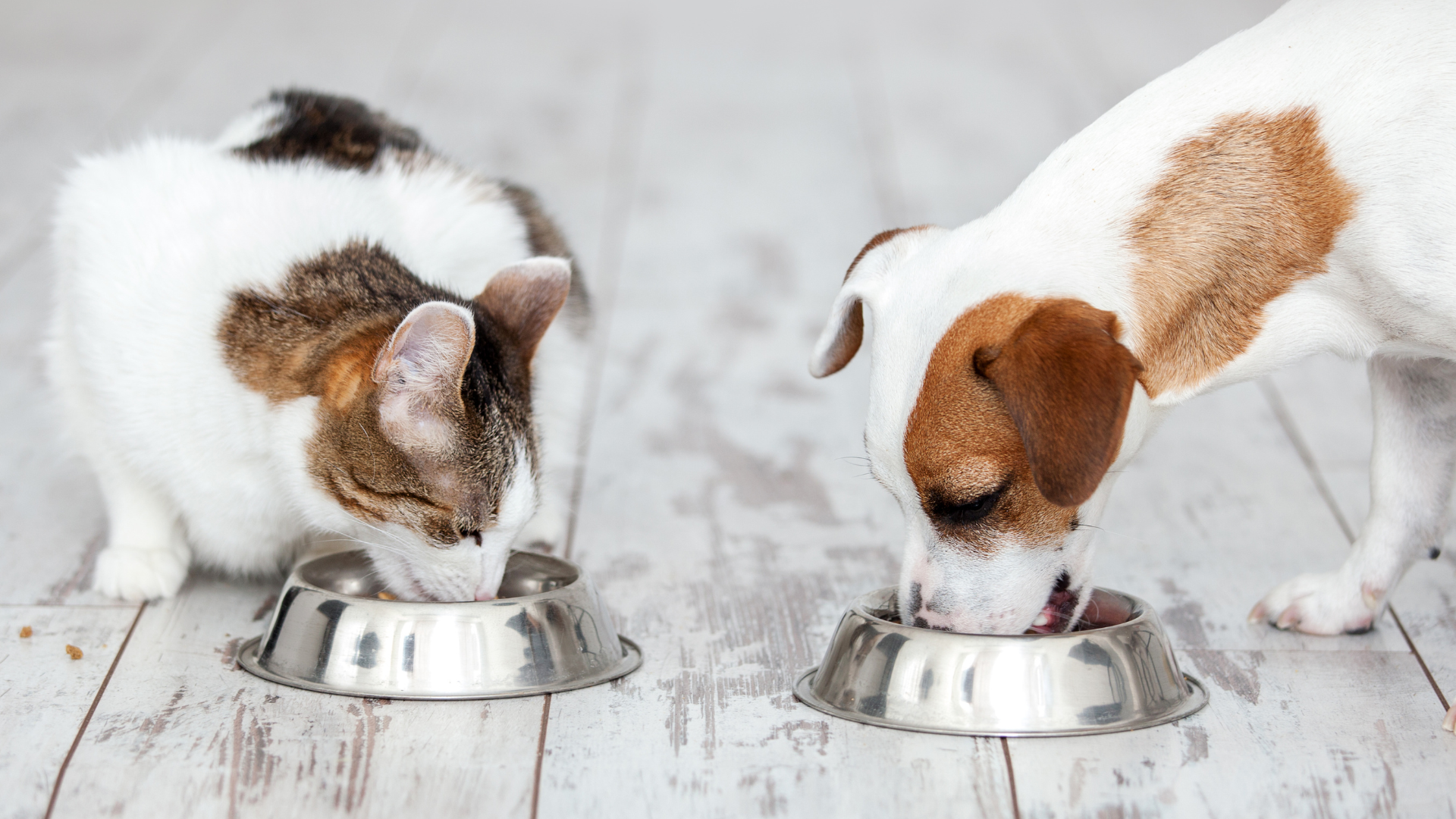 Chien et chat qui mangent