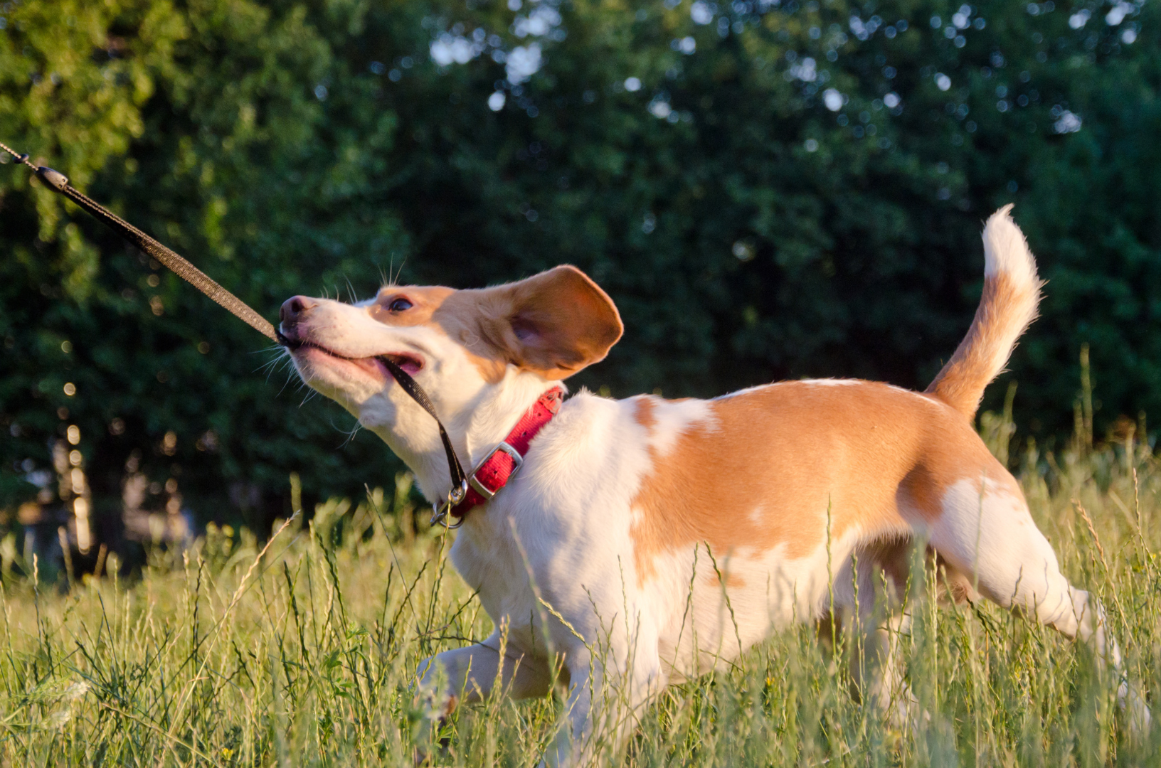 Chien qui tire sa laisse