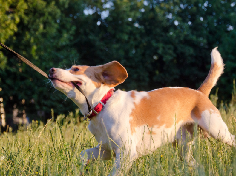 Chien qui tire sa laisse