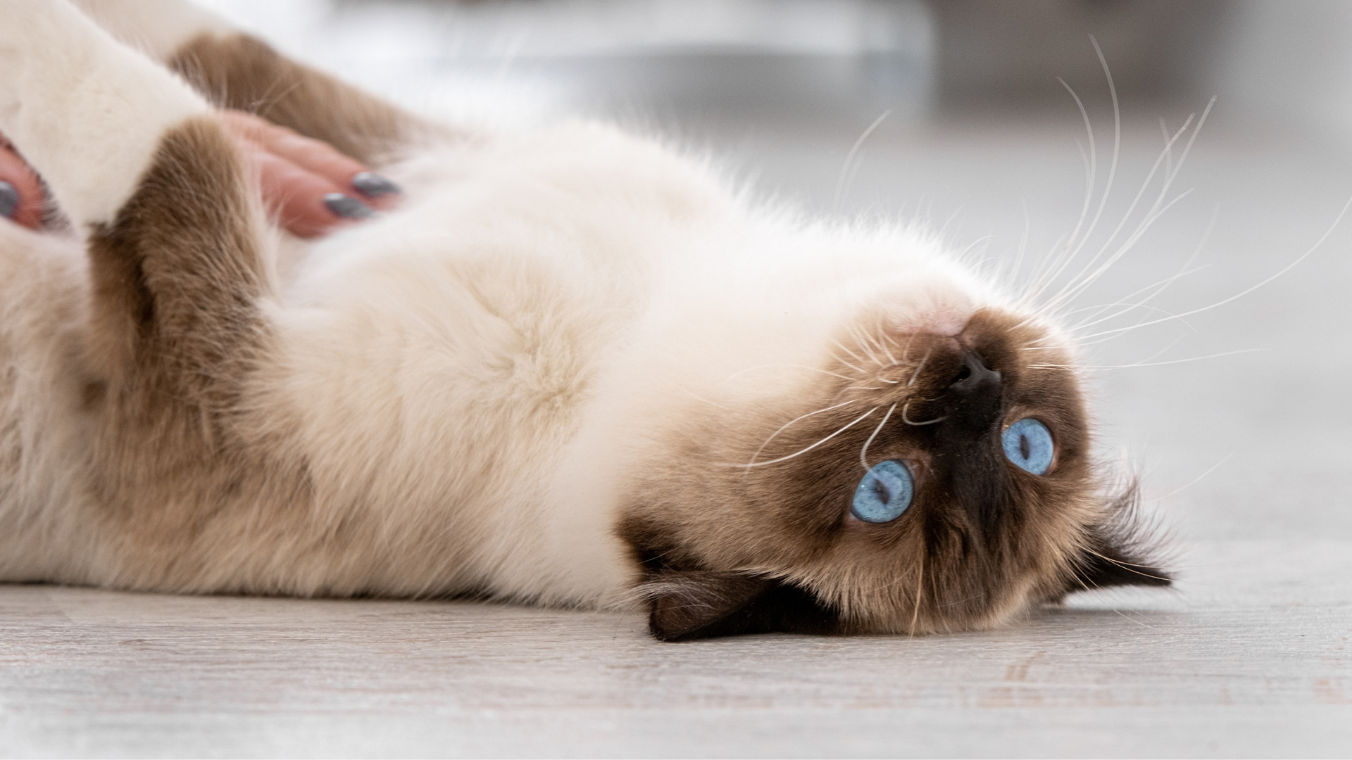 Chat couché sur le dos