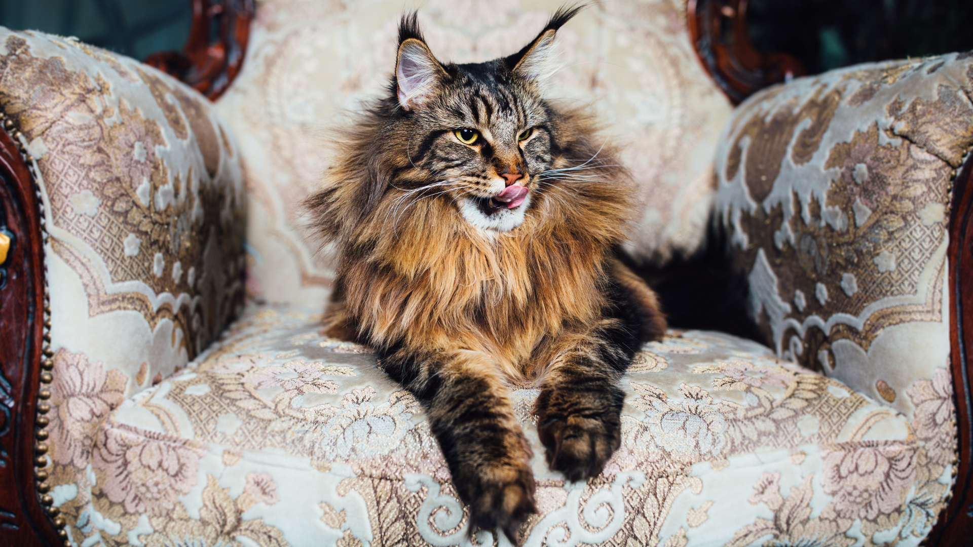 Maine Coon assis sur fauteuil