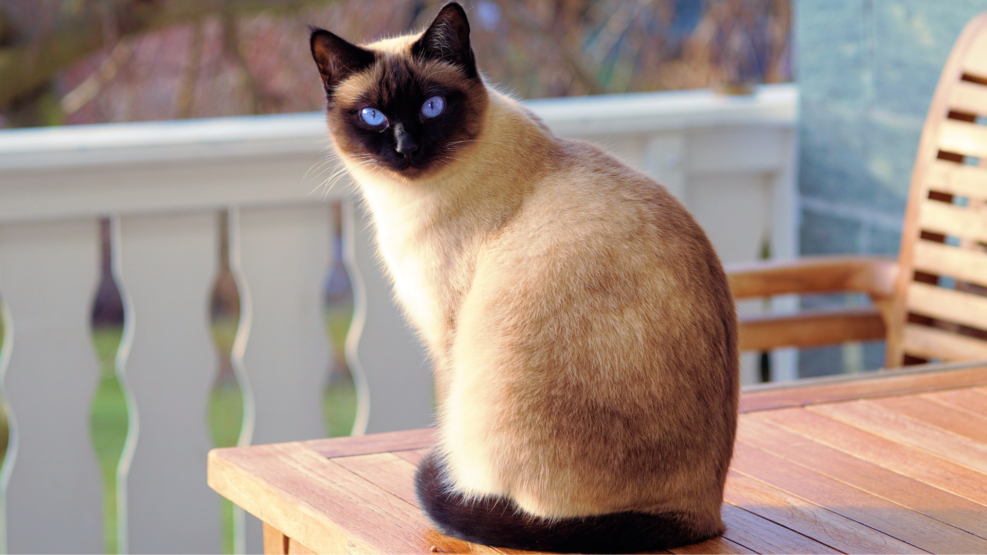 Siamois assis sur un table