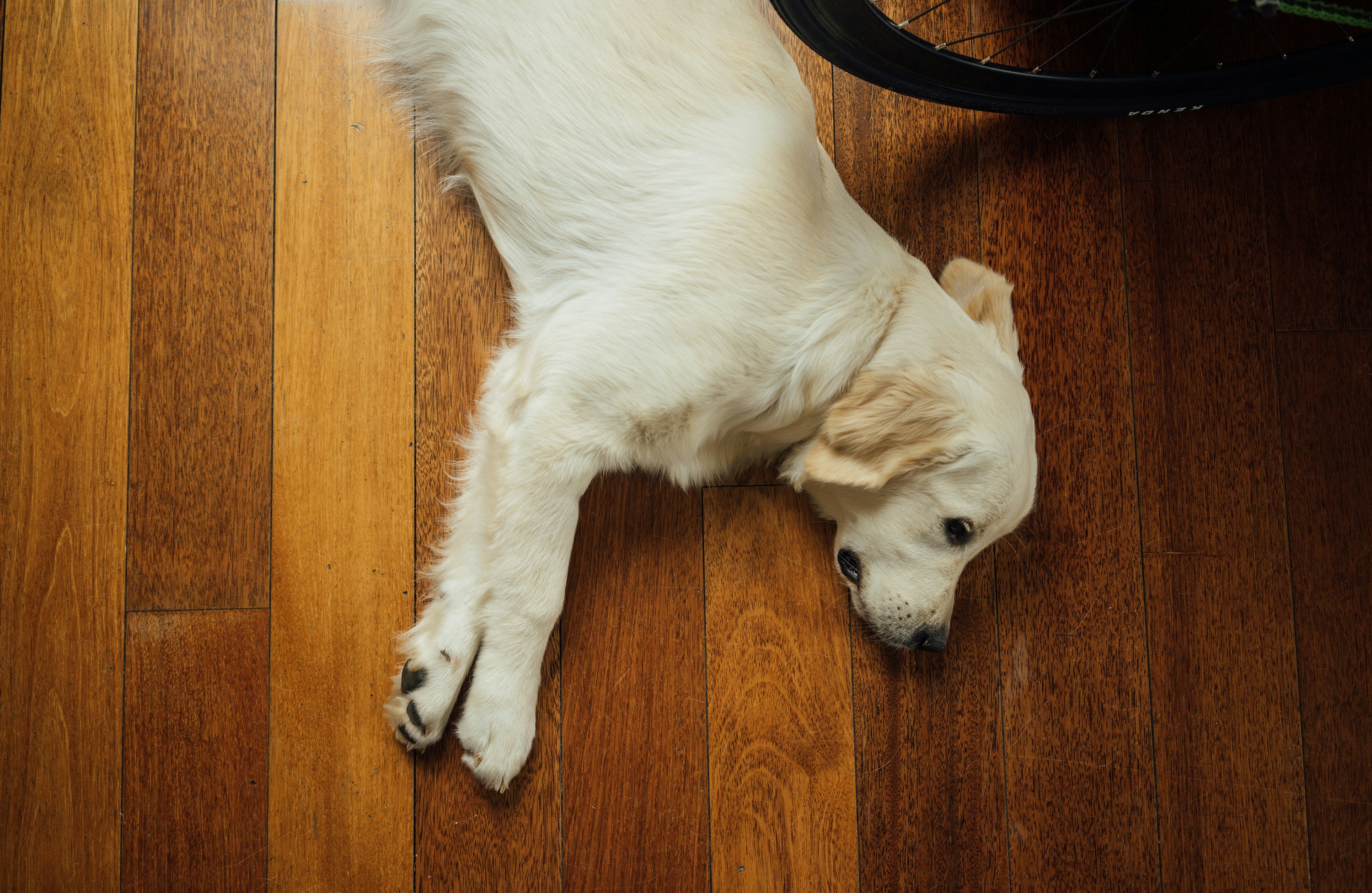 chien allongé sur le parquet dans un maison