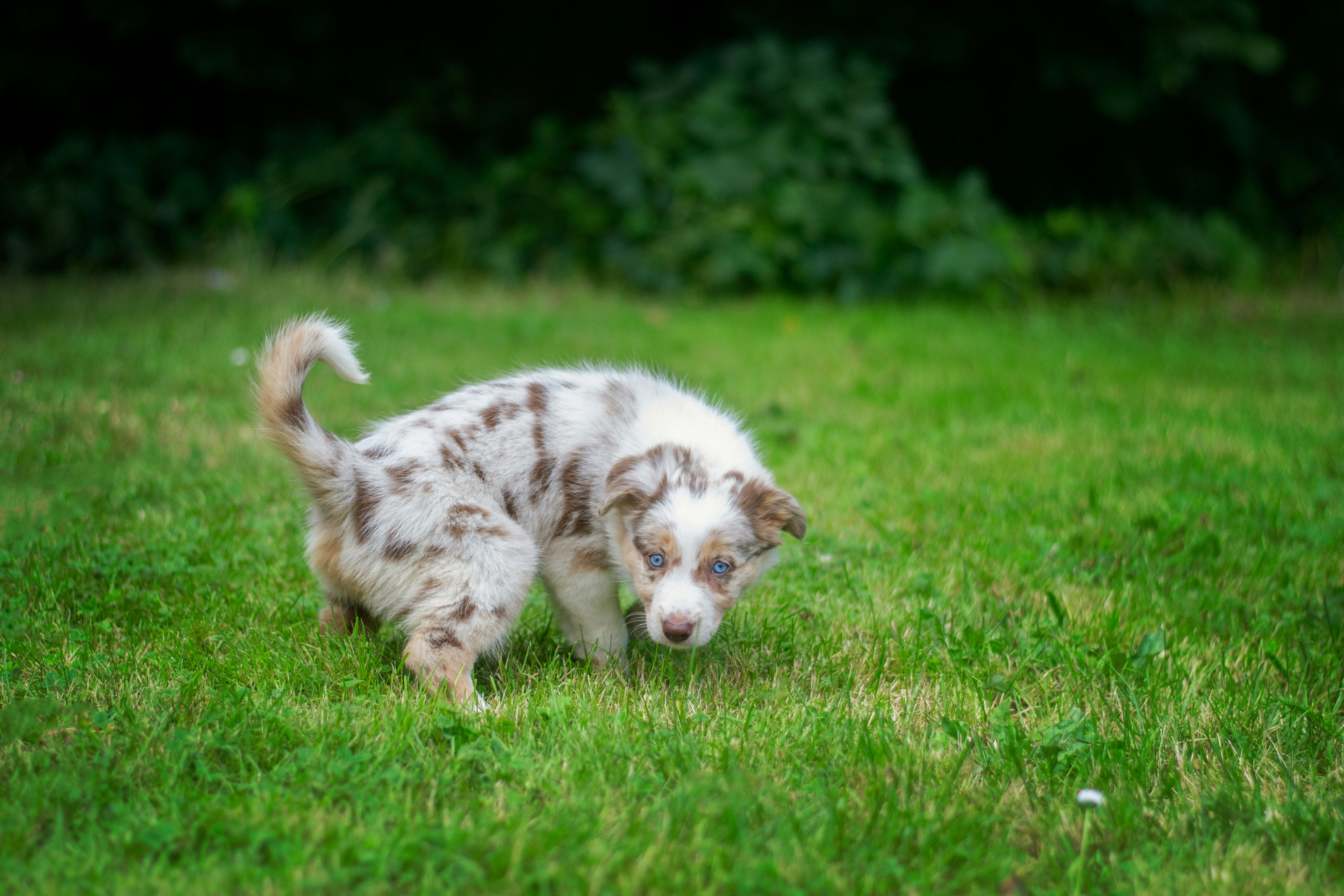 Chiot qui urine dans un jardin