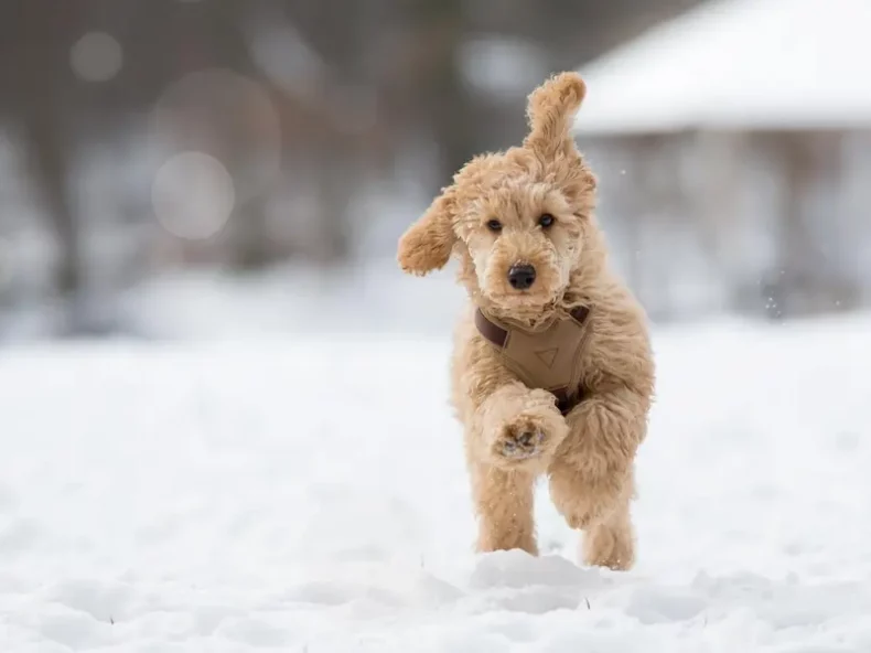 Un chien de taille moyenne, à la fourrure bouclée beige, courant dans la neige avec énergie, portant un harnais marron, et profitant d'une journée d'hiver en plein air