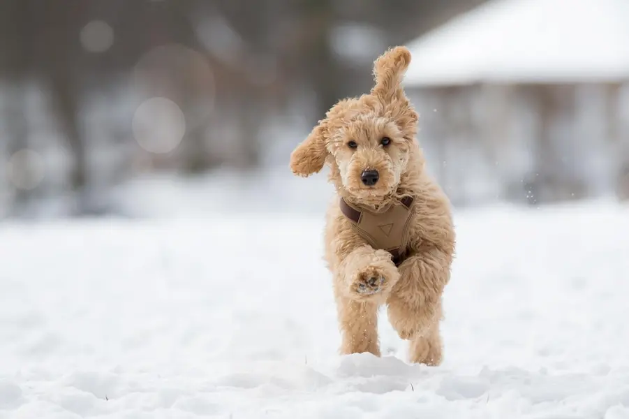 Un chien de taille moyenne, à la fourrure bouclée beige, courant dans la neige avec énergie, portant un harnais marron, et profitant d'une journée d'hiver en plein air