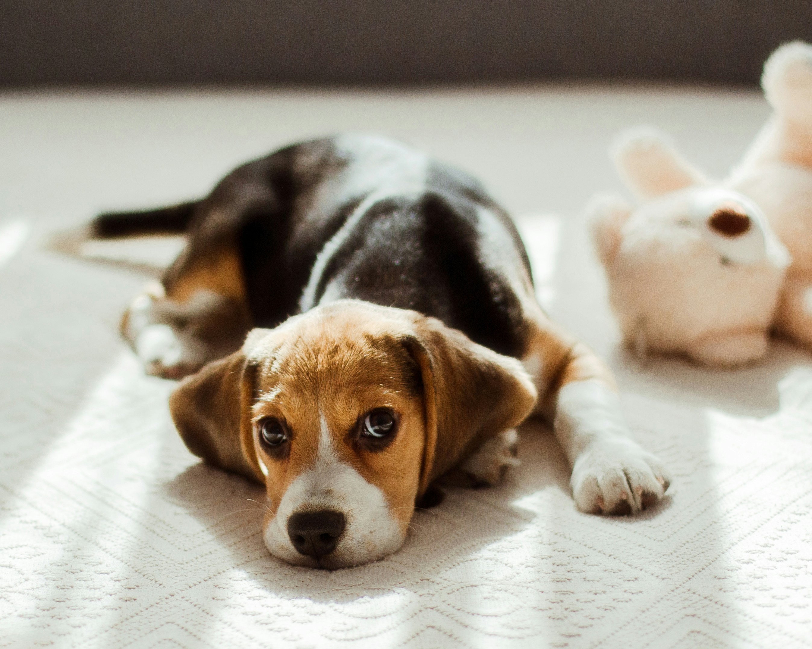 beagle allongé à l'interieur