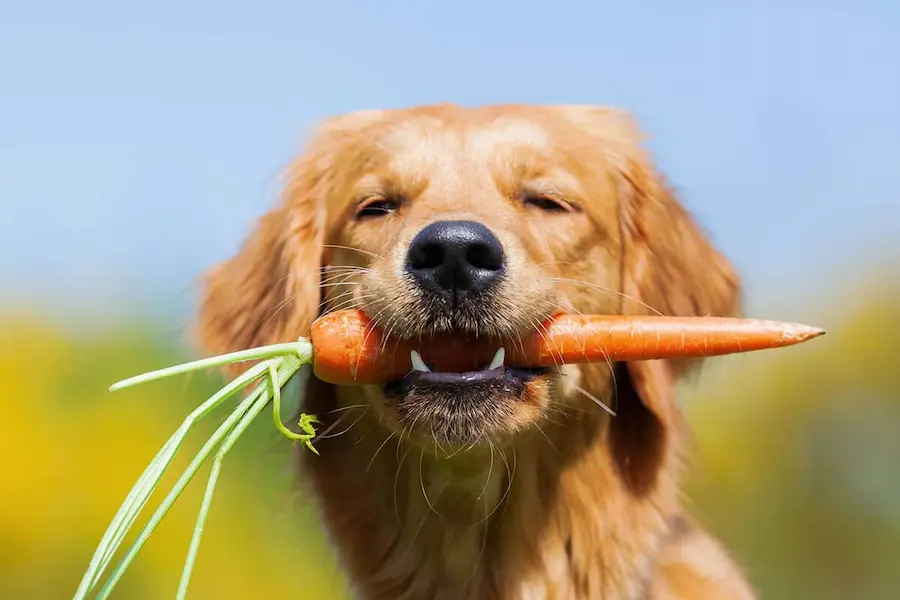 Un chien golden retriever tient une carotte fraîche dans sa gueule, avec un arrière-plan flou de ciel bleu et de verdure