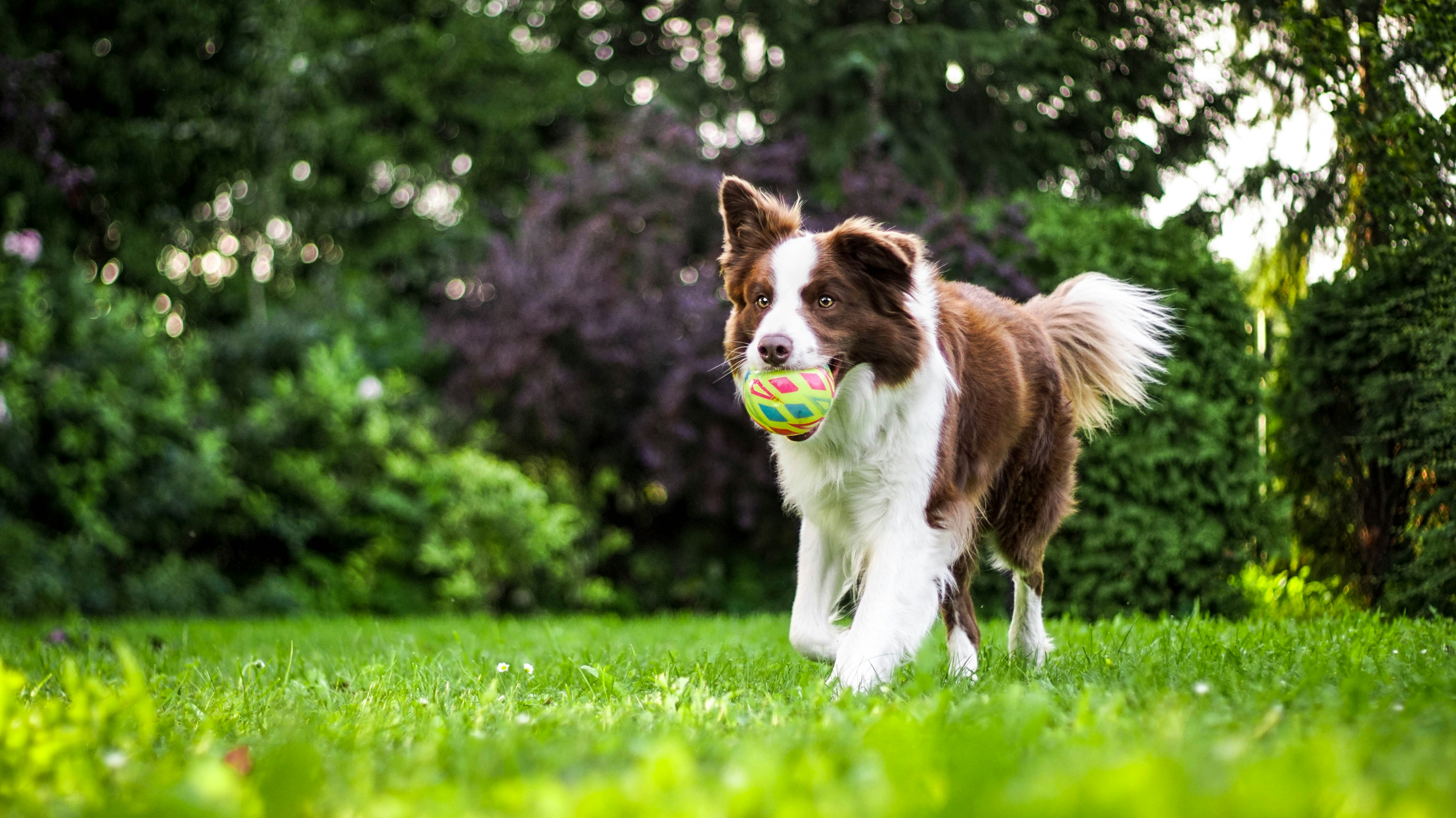 border collie qui joue avec une balle dans un jardin