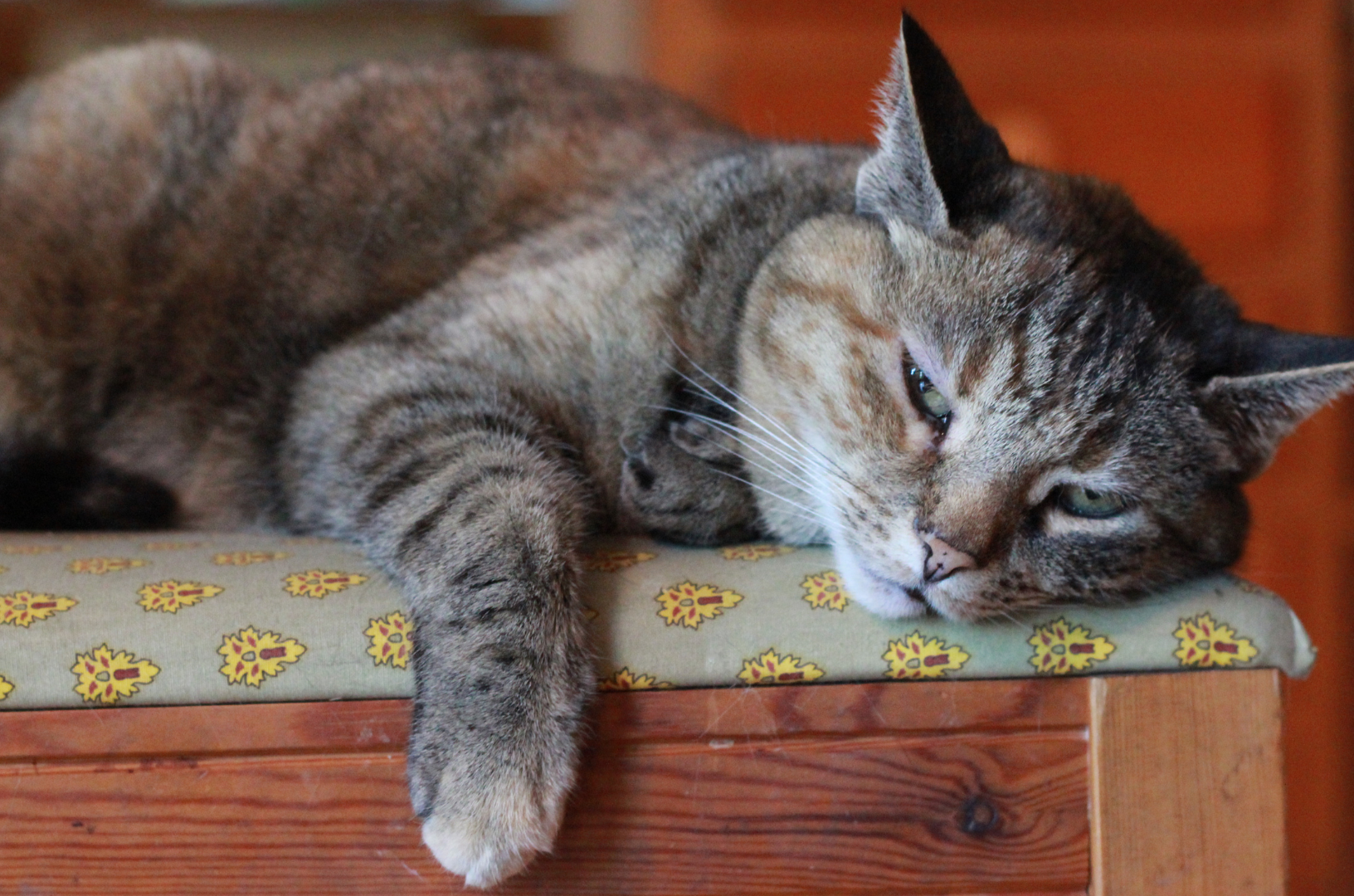 Chat couché et qui s'ennuie