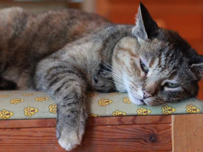 Chat couché et qui s'ennuie