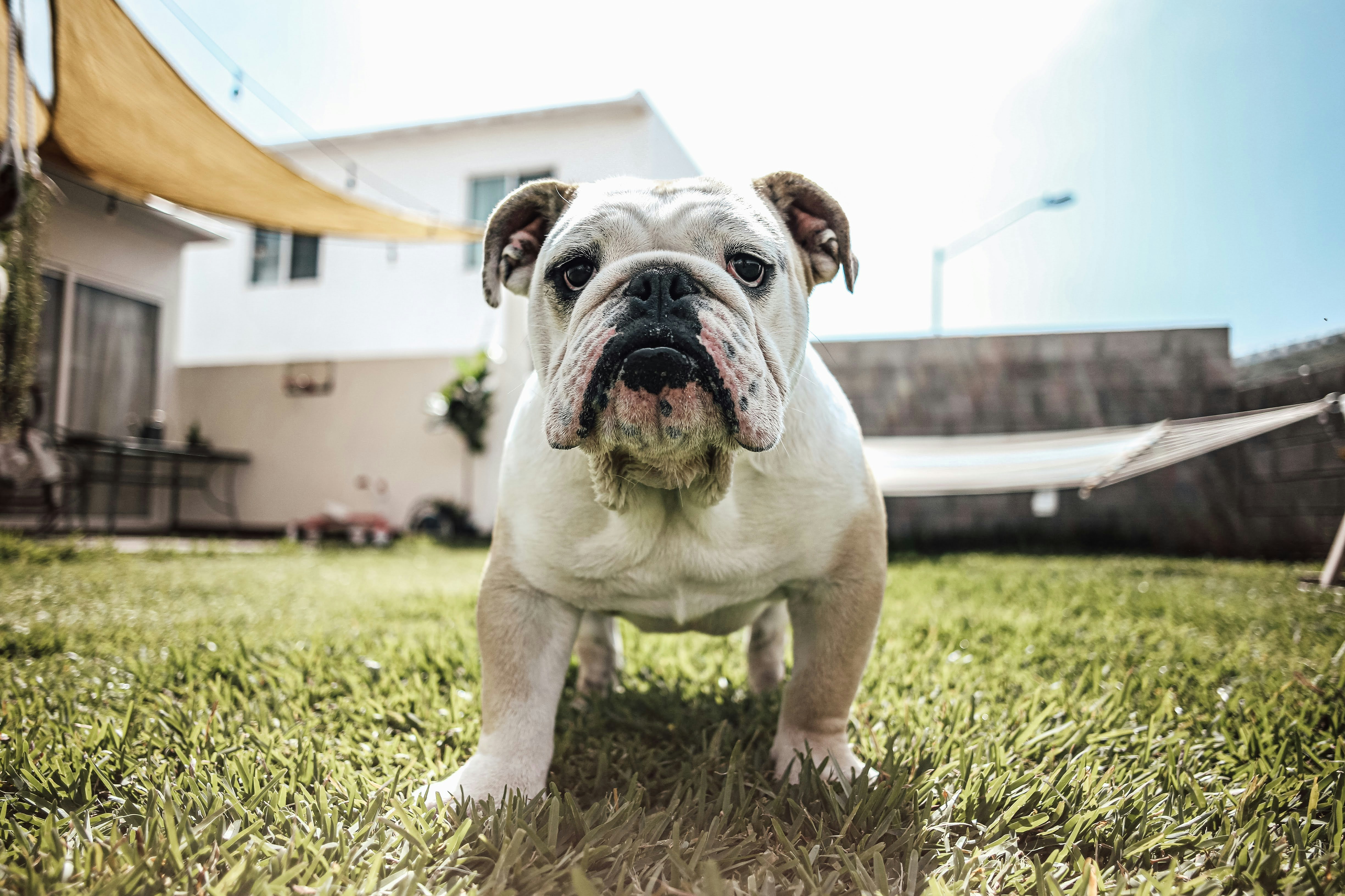 bouledog anglais dans un jardin