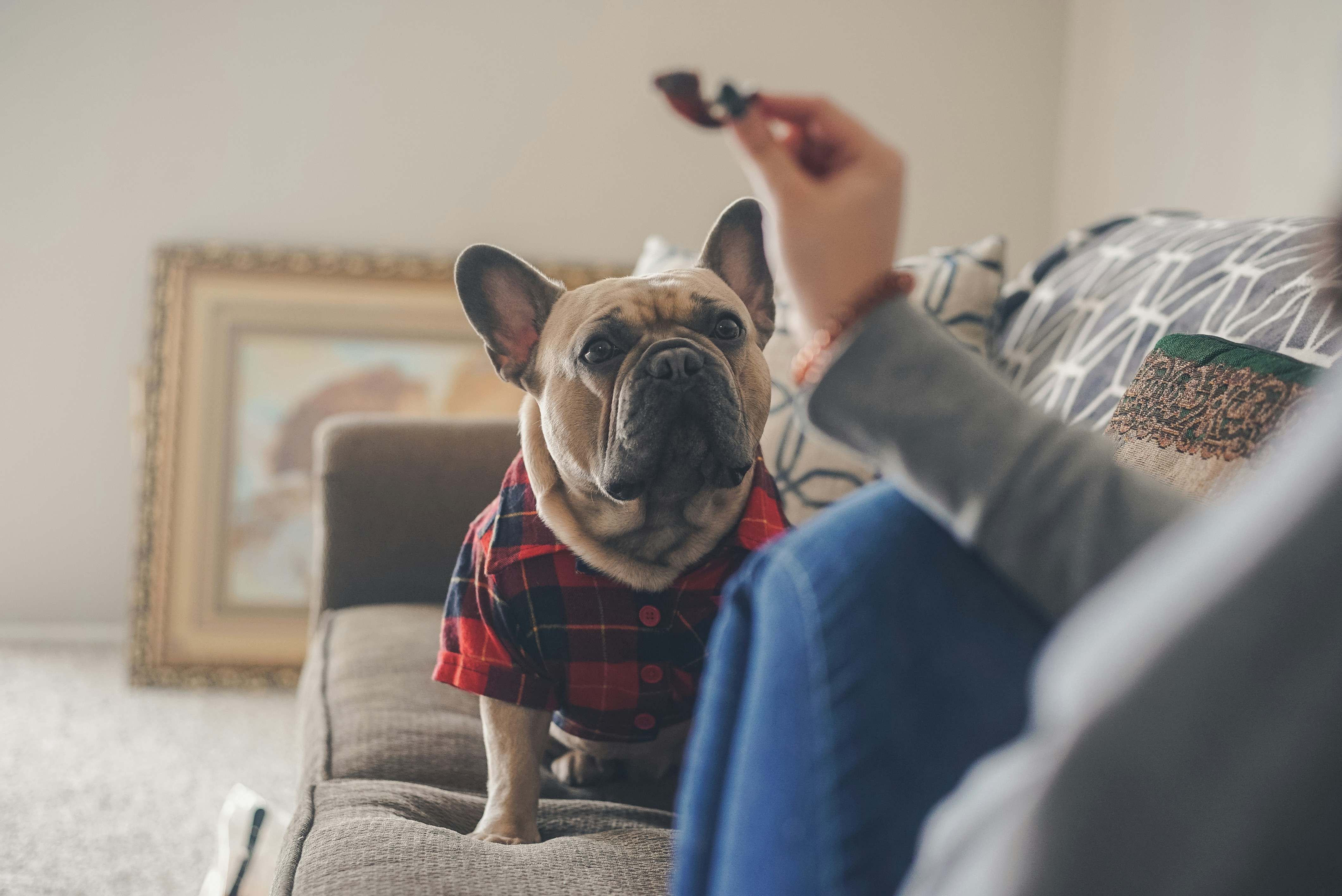 bouledog français sur un canapé avec une femme