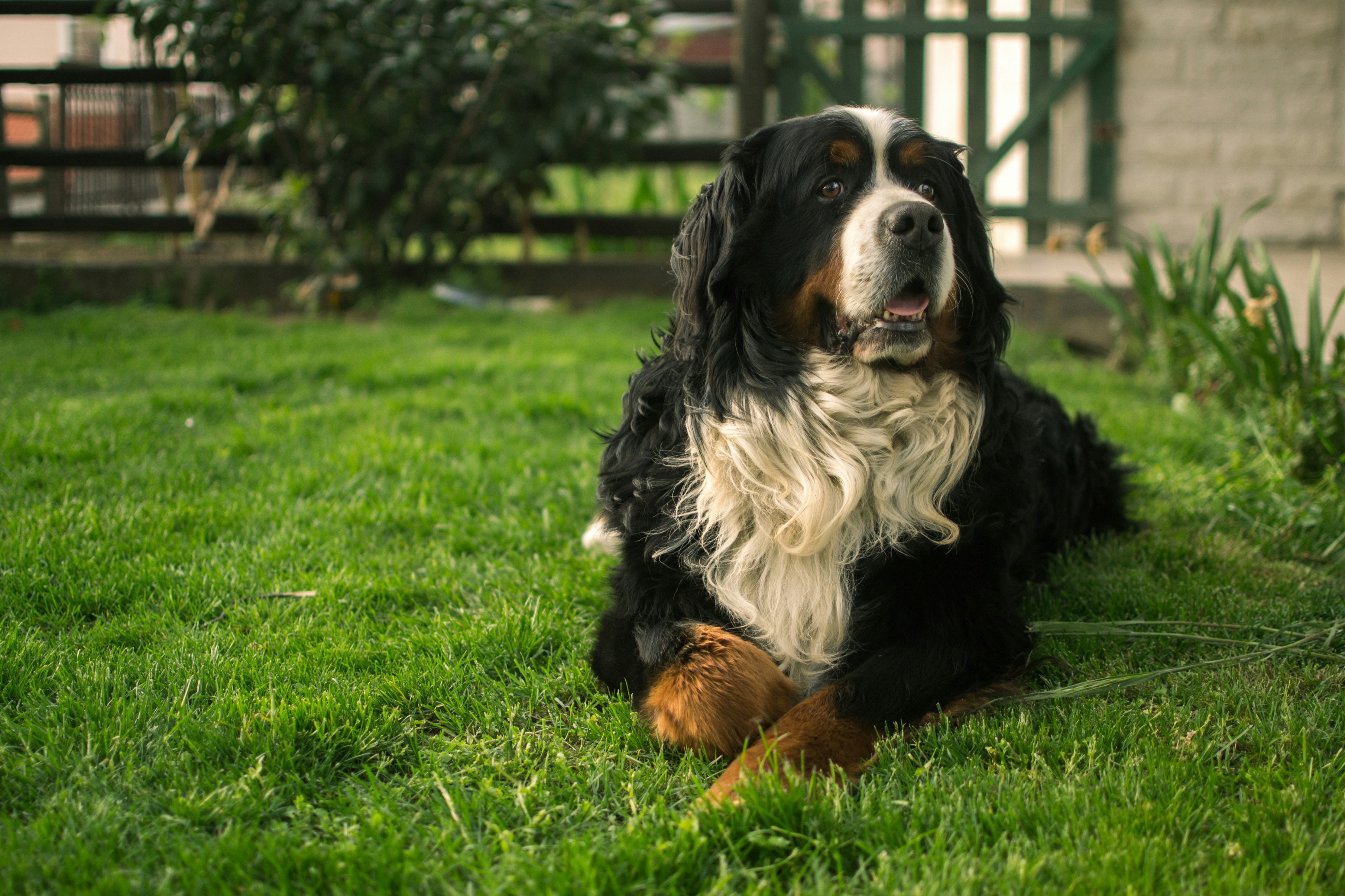 bouvier bernois allongé dans un jardin